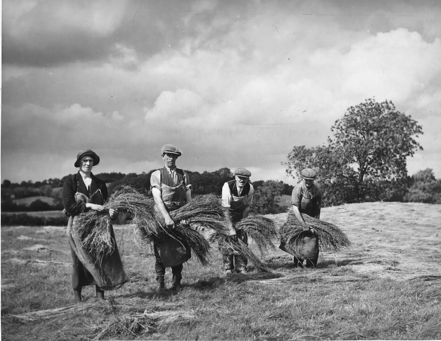 大约 1940 年，爱尔兰农场工人将亚麻铺在野外