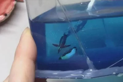 液态环氧树脂中有白色块状物 - 产品是坏的吗？