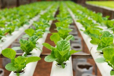 用于水培和无土结构的拉挤玻璃纤维