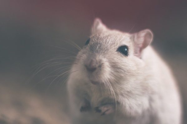 如何让您的车库免受虫害？