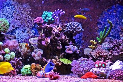 环氧树脂在水族箱中的应用和优势