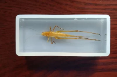 虫子会在树脂中腐烂吗？