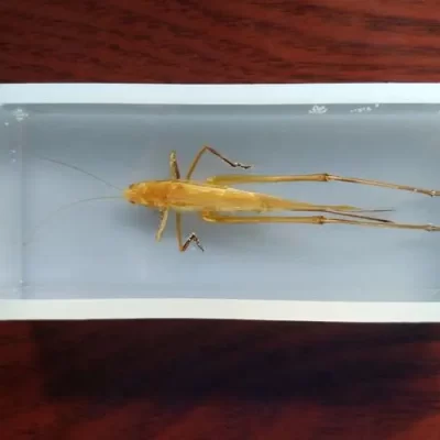 虫子会在树脂中腐烂吗？