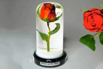 如何在树脂中保存新鲜玫瑰？