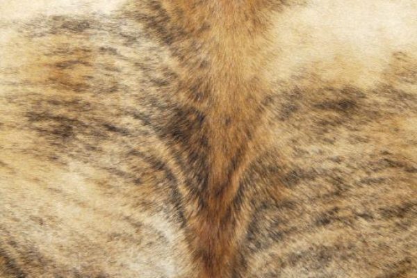 什么是隐藏胶——皮胶？