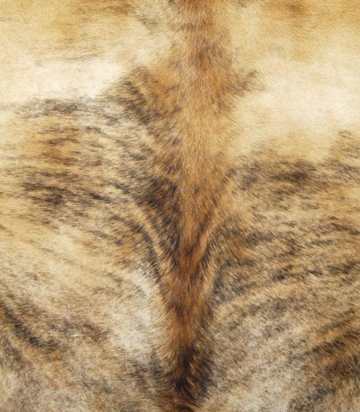 cowhide-close-view