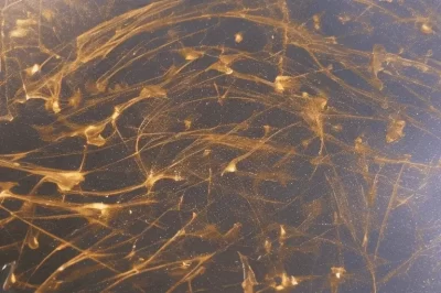 环氧树脂上的划痕