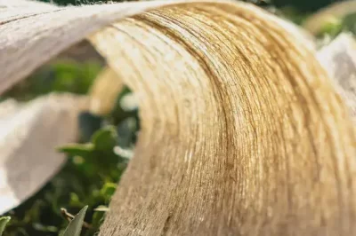 有比碳纤维更结实的天然纤维吗？