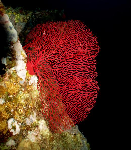 red-fire-coral