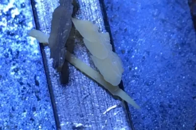 你能在环氧树脂的基材上使用桐油吗？