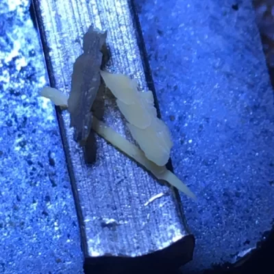 你能在环氧树脂的基材上使用桐油吗？