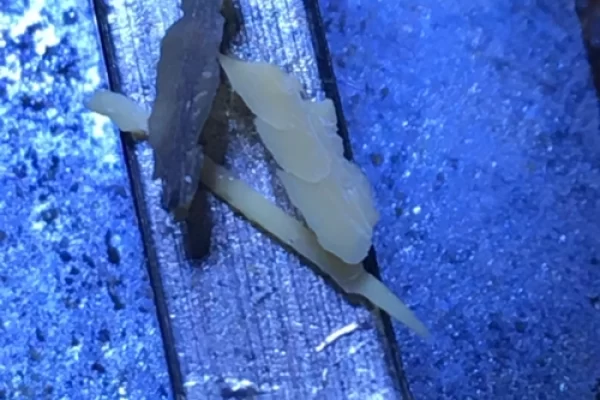 你能在环氧树脂的基材上使用桐油吗？