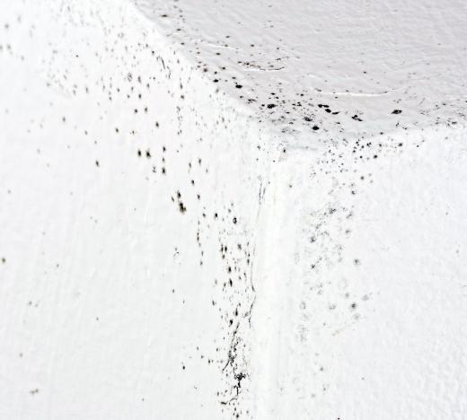 mold-on-white-wall