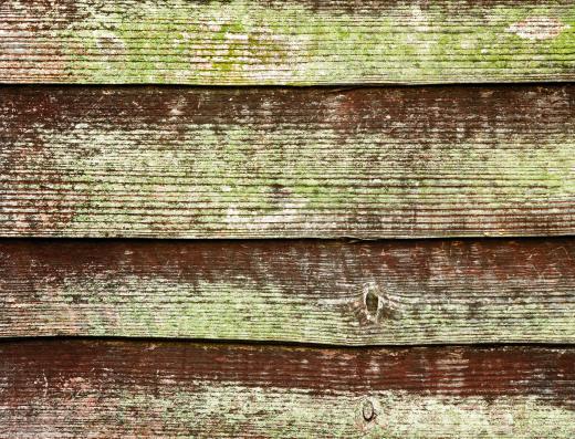 moldy-wood-wall