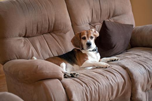 dog-on-sofa