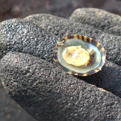 地球上最强的生物材料是什么？