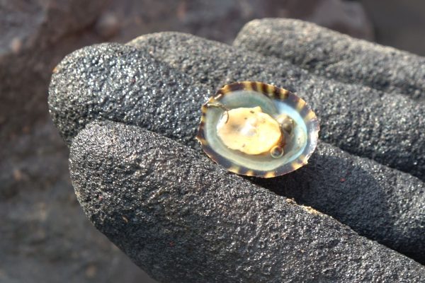 地球上最强的生物材料是什么？