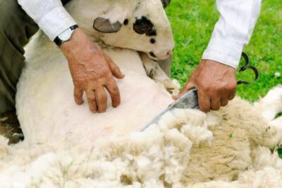 什么是羊毛绝缘材料？