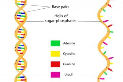 什么是生物聚合物？