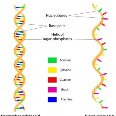 什么是生物聚合物？