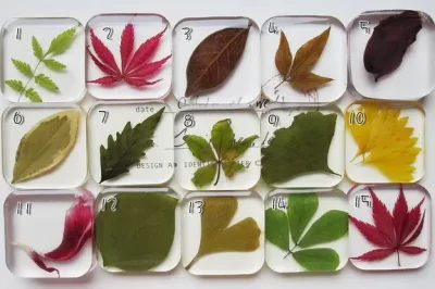 你能将叶子嵌入树脂中吗？