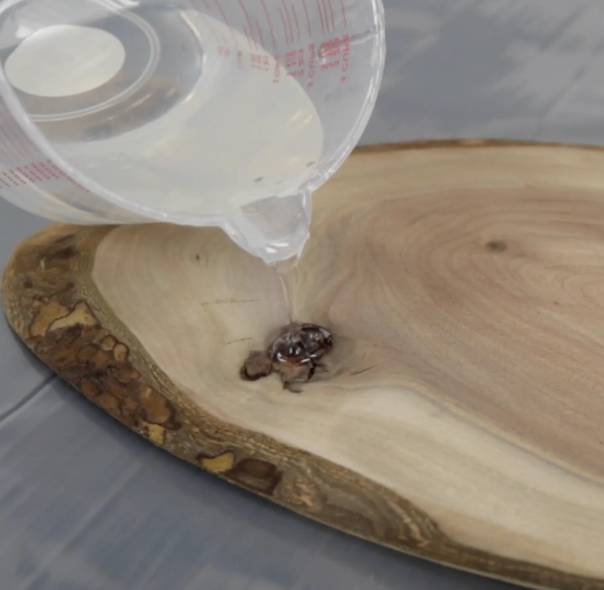 环氧树脂填补木孔