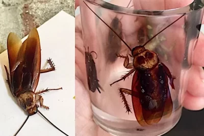 树脂镶嵌工艺教程（树脂 DIY 镶嵌操作方法）